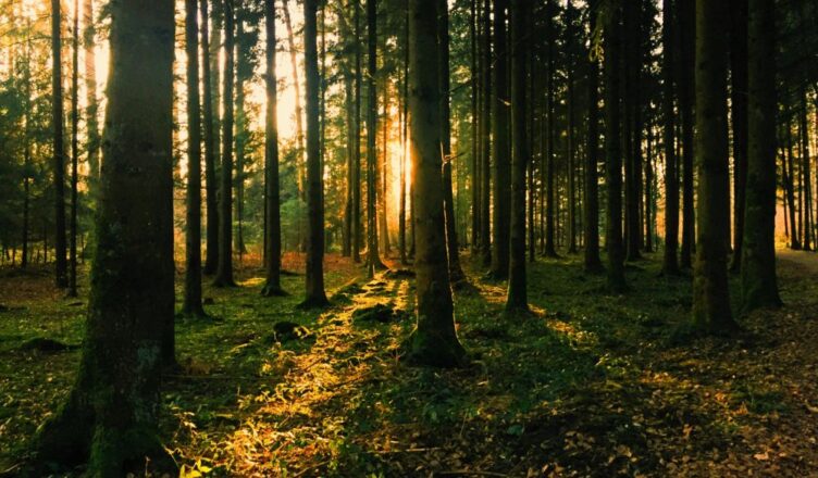 internacionais de olho na prestação de Serviço de Conservação Ambiental no Brasil - Crédito da Foto Pexels - Dzenina Lukac